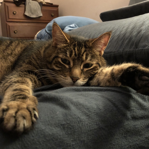 Photo of my tabby Pip by Jan Arzooman