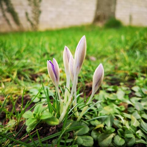 White and pale purple croci cluster in a group, set against grass. One of the croci is starting to open.