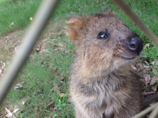 Photo of a quokka smiling facing its right but looking at the camera, with a grass background to its left and a chain fence blurred out in the foreground.