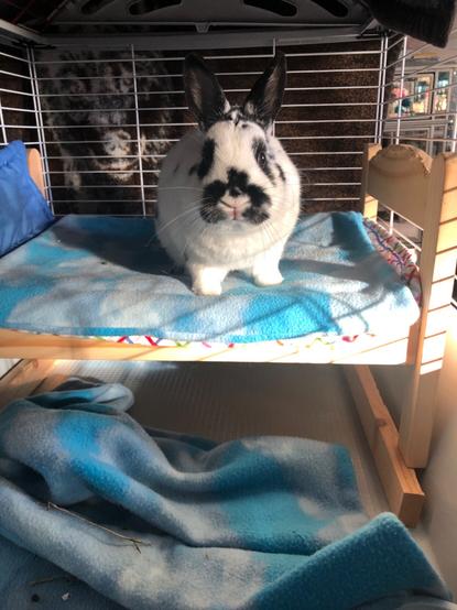 Rabbit is sitting, unamused, on her bed, with the soft blankets below all in a mess.