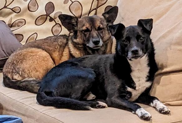 Oppy (brown dog) and Spiri (black dog) sitting on a couch