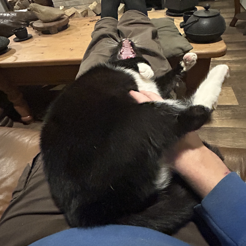 Three closeups of the cat making a nuisance of himself on my lap. In this first pic he's on his back & side, three paws up in the air and yawning mightily.