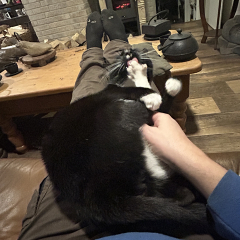 In this pic he's  in the same position but now he holds up his front paws. One of his back paws is raised high, in between the front paws and the cat licks this hind paw.