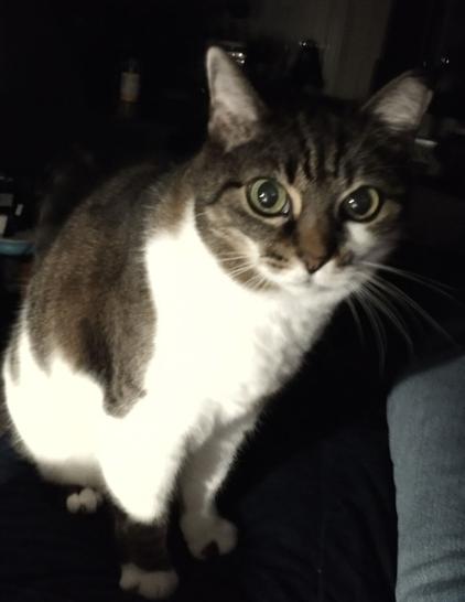 My cat Tallulah staring me down.