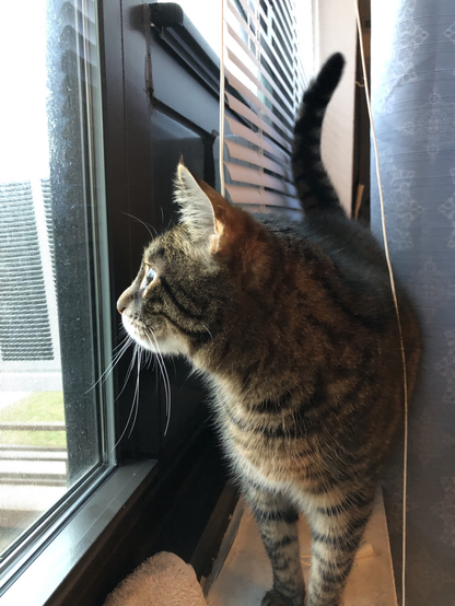 Photo of my tabby Pip by Jan Arzooman