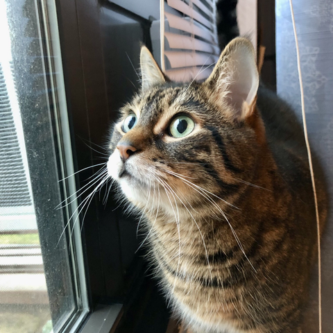 Photo of my tabby Pip by Jan Arzooman
