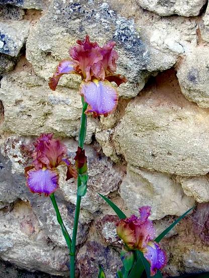 A lavender-and-rust-colored Iris plant with three blooms, growing against the background of a beige and gray stone wall.
