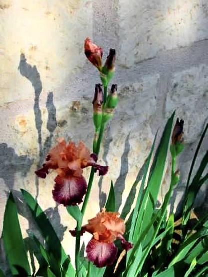 Two iris plants with multiple blooms and buds of plum and rust colors, with spikes of green leaves, growing in front of a light beige stone wall. The plants are highlighted by their shadows.