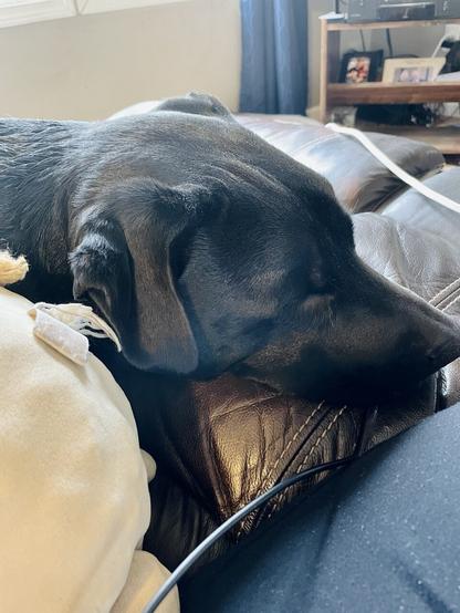 Black dog’s head laying on leather sofa fast asleep.