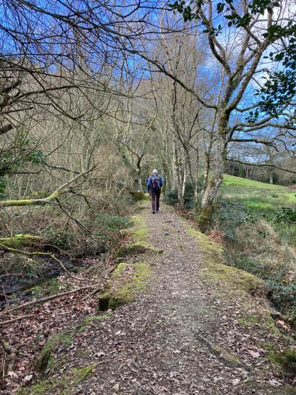 Photo shows a flat-topped earth bank (about 2 metres across) between a boggy woodland on the left & scrubby pasture on the right. A few bare trees & bright green moss line the edges of the bank. A footpath runs along the top of the bank. A hiker walks away from the camera, towards denser woodland. Glimpses of blue sky through the trees.