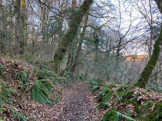 Photo shows a sunken track through ancient woodland. The track surface is rich brown earth, a scattering of brown fallen leaves, the banks either side of the holloway are green with moss & ferns. The trees in the wood are still bare. A peachy glow from the sinking sun showing through the trees on the right, reflecting off the opposite side of the wooded valley beyond.