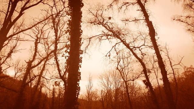Up through the winter trees to the sky beyond, tinted a red that belies the cool temperature