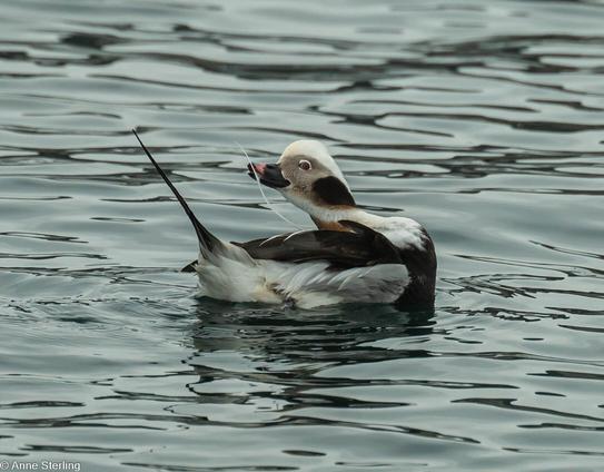 Long-tailed duck preening