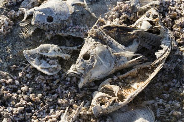 Dead tilapia at the Salton Sea.