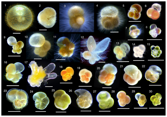 Photographs of living foraminifera from the article by Takagi et al. 2019 https://doi.org/10.5194/bg-16-3377-2019 (CC BY 4.0)