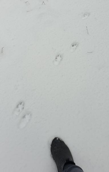 My boot and a set of vanishing canine tracks. The tracks matches the size of a German Shepherd - or a fox. My bot is European size 40 I think.