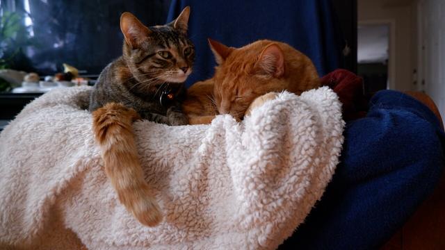 Two cats snuggle together on a comfy chair. The torby pokes her head up