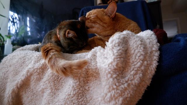 The orange cat curls his tail around the little torby