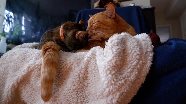 The orange cat licks the torby on the ear