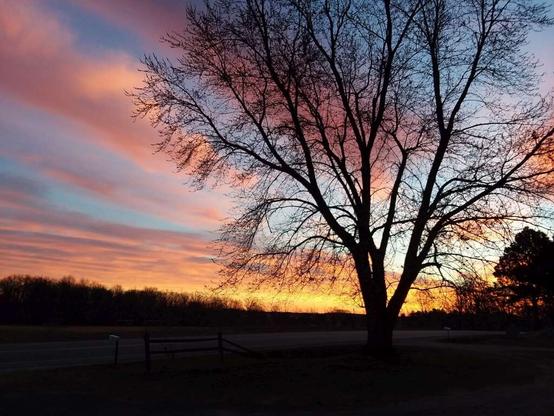 Silhouette of a tree at sunrise. Tree has no leaves. Sunrise is in shades of gold, orange, pink and light blue.