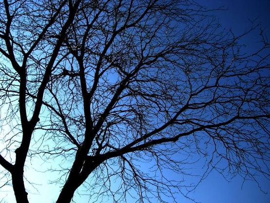 Silhouette of a leafless tree against a deep blue sky with no clouds