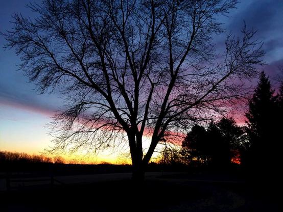 Silhouette of a leafless tree at sunrise. Sunrise is dark, with vibrant streaks of red, pink, purple and gold.