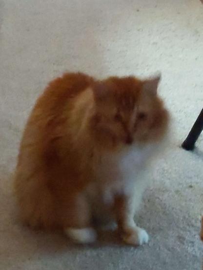 Orange floof cat in a blurry state of possible phase shifting bb
