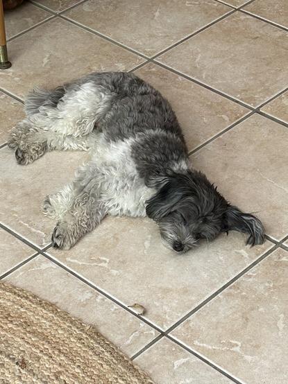 Small black and white moodle lying on tiles, fast asleep.