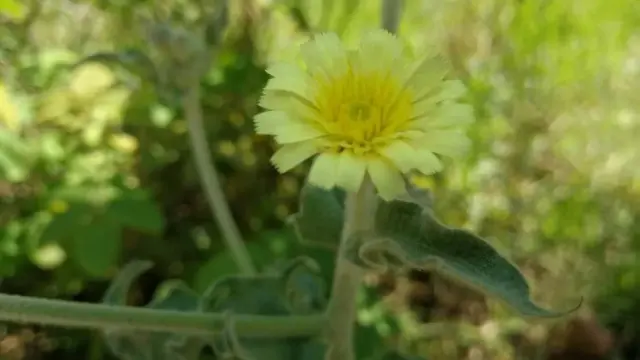 Bloeiende wolsla, met lichtgele lintbloemen die aan het uiteinde licht ingesneden zijn. We zien ook de vertakte stengel met enkele bladeren. Steel en blad zijn bedekt met een korte dichte beharing.