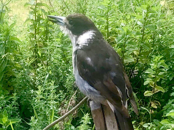 I would feed Smiley (Butcher Bird F.) meat, sometimes an oat grain. I’d add a half a blue berrie. Most times Smiley would take the piece of fruit last. Turn, give a quick chirp… then fly off and eat it in a tree.   It was great Smiley thanking me as she left.