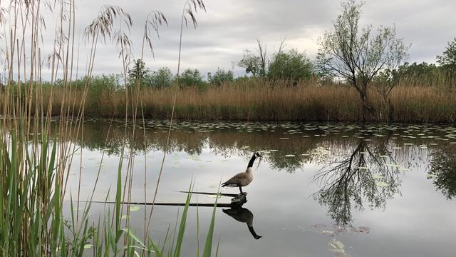 Ein Gans steht auf den Rand von ein Kahn die in einer Flussarm im Wasser liegt. Der Kahn ist versunken, nur der Rand vom Kahn ist über Wasser. Am Flussufer steht Schilf. Dahinter einige Bäume. Der Himmel ist bewölkt. / A goose stands on the edge of a boat lying in the water of a river. The boat has sunk, only the edge of the boat is above water. There are reeds on the river bank. Behind are some trees. The sky is clouded.