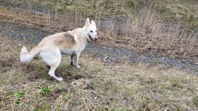German Shepherd dog looking at a muddy stream.