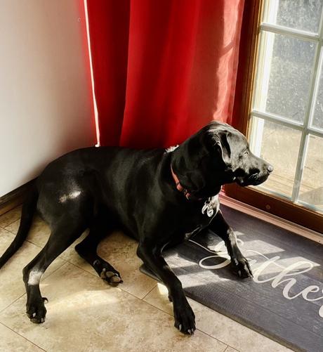 Large shorthair black dog laying sitting up looking left over shoulder out glass kitchen sliding door beside fridge, bathed in sunlight. He seems to be surveying his backyard kingdom.
