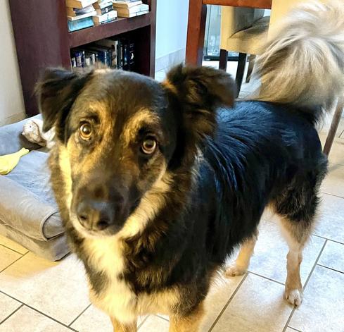 Rescue Jack, an Alsatian and Collie cross, looks at me pleadingly, and must be obeyed