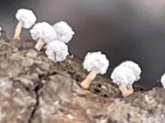 4 photos of tiny slime molds with a pink stem and fluffy white heads.