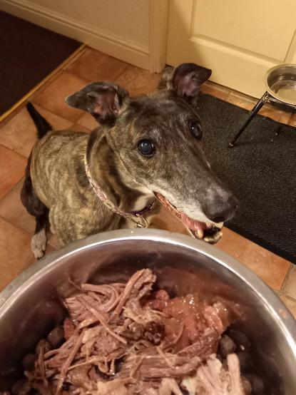 A brindle greyhound looking at a bowl of roast beef.