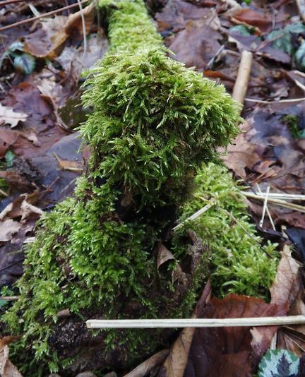 Moss growing on the small remains of a dead tree on the ground in a forest. The ground is covered with dead leaves. The moss creates a shape reminding me remotely of a dog's head.