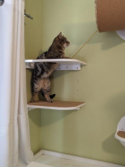 A Classic Tabby cat playing on some corner shelving in the sewing room. He's playing with a string toy.
