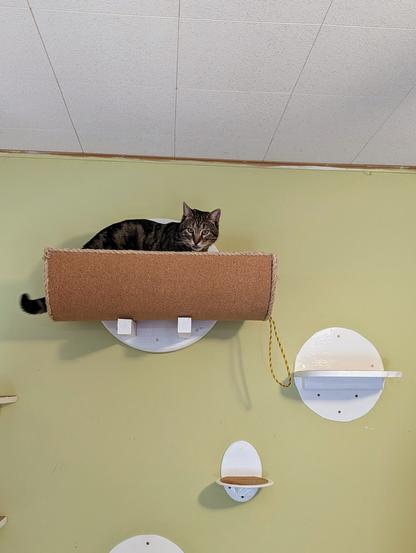 A Classic Tabby cat sitting aloft in his wall bed. This cat wall has four landings and or steps.