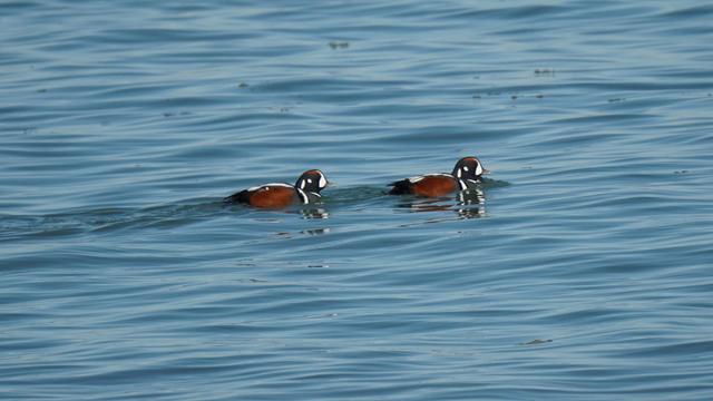 Two male Harlequin ducks in full breeding blumage.  They're mostly covered in slate blue feathers, but they have orangish-brown sides and unique white patches on the sides of their heads.