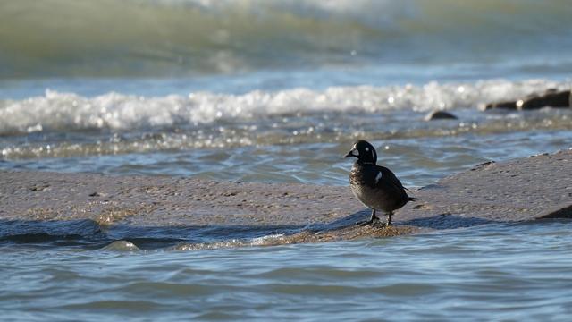 A Harlequin Duck male standing on a rock next to the icy waters of Lake Michigan.  It's plumage is starting to develop into breeding plumage, but it is not yet as vibrant as the ducks in the other photo.