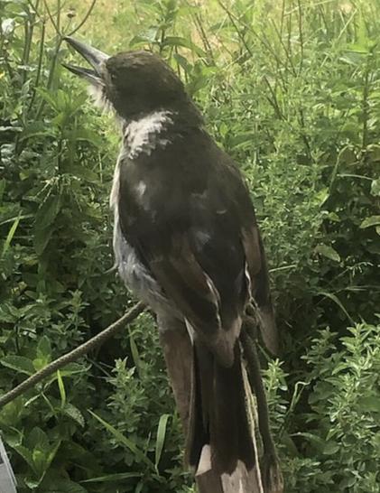 Smiley, an Australian Butcher bird (Brown, F.) calling out with her distinctive call.