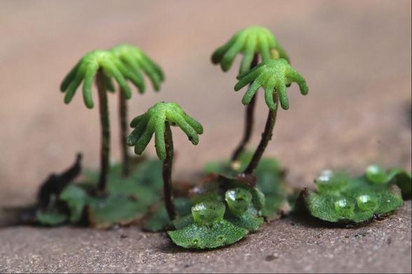 Close up of five tiny tree-like structures that rise up from a plate of liverwort on a  gritty paver surface. The liverwort looks like a collection of miniature green comic-book UFOs