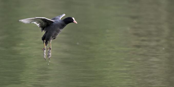 Foulque macroule en vol, les ailes déployées et le pattes pendantes avec quelques gouttes d'eau qui en tombent.