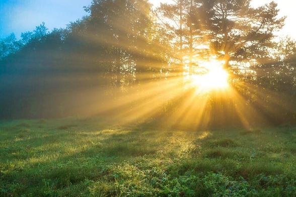Un soleil qui perce entre une rangée d'arbre (2ème plan) et un champ (1er plan)