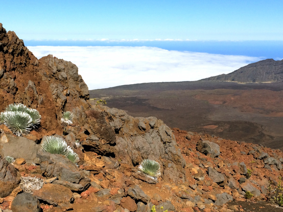 A photo of a rock outcrop that has several silversword plants growing along its base. the silversword looks greenish towards its base and silver at the end of the leaves.   The rocks are mostly reddish with some grey ones -- they are all very rough and jagged. the background is a the bottom of the crater which appears flat and dark with some reddish spots there is a deck of clouds beyond the crater wall with brilliant blue sky above it and a bit of dark ocean to the right