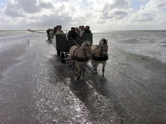 Zwei Kutschen, angespannt mit Haflinger Pferden mit der typischen hellblonden Mähne und Schweif transportieren Besucher der Hallig Südfall durch das Watt, das wenige Zentimeter schon vom Wasser überspült wird. Im Hintergrund am Horizont ist die Hallig zu sehen