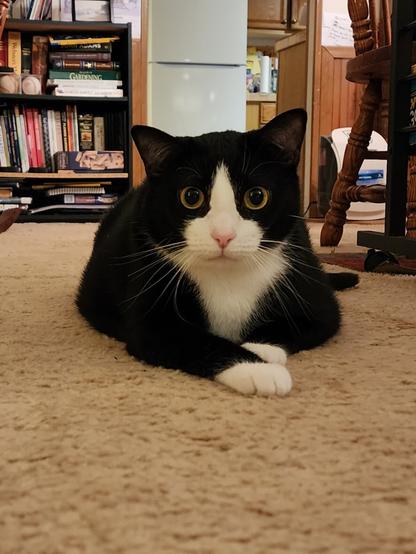 Tuxedo cat staring into the camera.