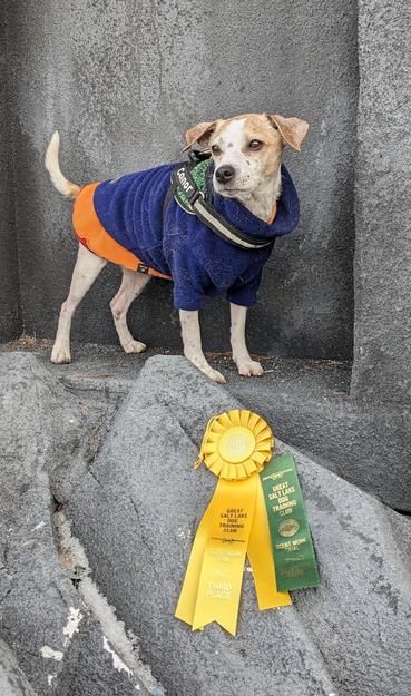 Connor with dog show ribbons.