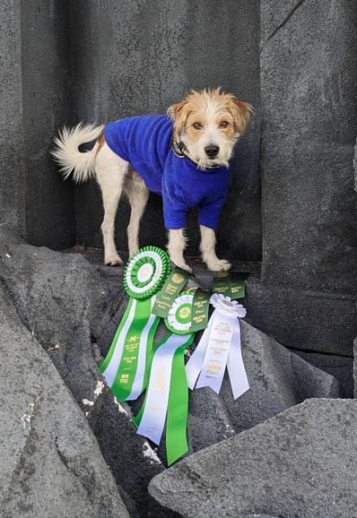 Dreamer with dog show ribbons.